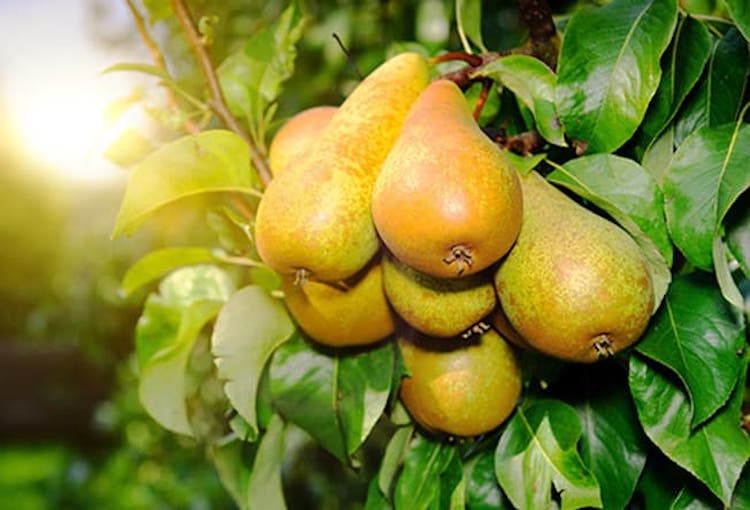 7 loại trái cây chứa nhiều đường tự nhiên nhất